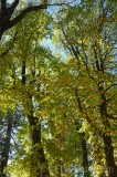 CFGex39.jpg 90271