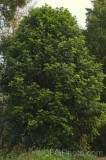CFGex80.jpg 90313