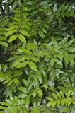 CFGex81.jpg 90314