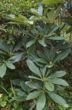 CFGex83.jpg 90316