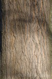 CFGez00.jpg 90433
