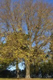 CFGez38.jpg 90471