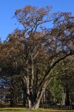 CFGez89.jpg 90522