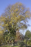 CFGf050.jpg 57145