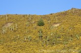 CFGf090.jpg 70303