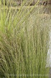 CFGf232.jpg 73975