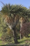 CFGf439.jpg 57060