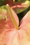 CFGf520.jpg 62150