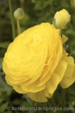 CFGf554.jpg 60502