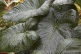 CFGf570.jpg 57095