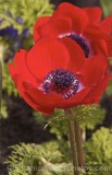 CFGf938.jpg 61702