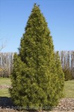 CFGf992.jpg 73963