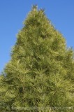 CFGf993.jpg 73964
