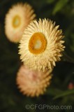 CFGfa37.jpg 90570