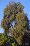 CFGfc37.jpg 90770