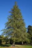 CFGfg92.jpg 91225