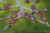 CFGfg96.jpg 91229