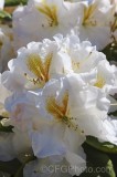 CFGfl39.jpg 91672