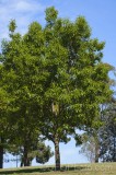 CFGfl88.jpg 91721