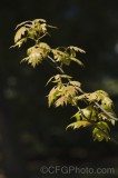 CFGfl89.jpg 91722