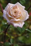 CFGfn03.jpg 91836