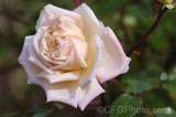 CFGfn04.jpg 91837