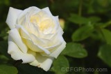CFGfn05.jpg 91838
