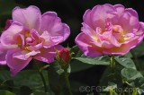 CFGfn13.jpg 91846