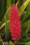 CFGfn32.jpg 91865