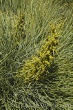 CFGfp08.jpg 92043