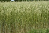 CFGfp26.jpg 92059