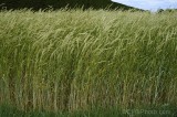 CFGfp27.jpg 92060