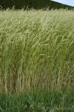 CFGfp28.jpg 92061