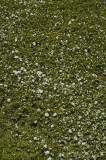 CFGfp44.jpg 92077