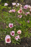 CFGfp50.jpg 92083