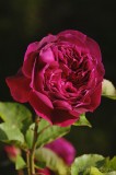 CFGfq47.jpg 92180