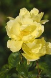 CFGfq50.jpg 92183