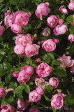 CFGfq55.jpg 92188