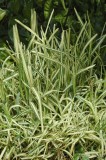 CFGfq90.jpg 92223