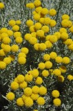 CFGft55.jpg 92488