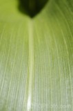 CFGft90.jpg 92523