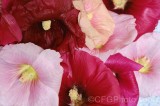 CFGfu57.jpg 92590