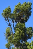 CFGfv06.jpg 92639
