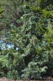 CFGfv09.jpg 92642