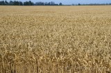 CFGfw58.jpg 92791