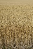 CFGfw59.jpg 92792