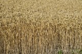 CFGfw60.jpg 92793