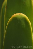 CFGfx26.jpg 92859