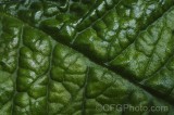 CFGfx30.jpg 92863