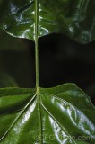 CFGfx32.jpg 92865
